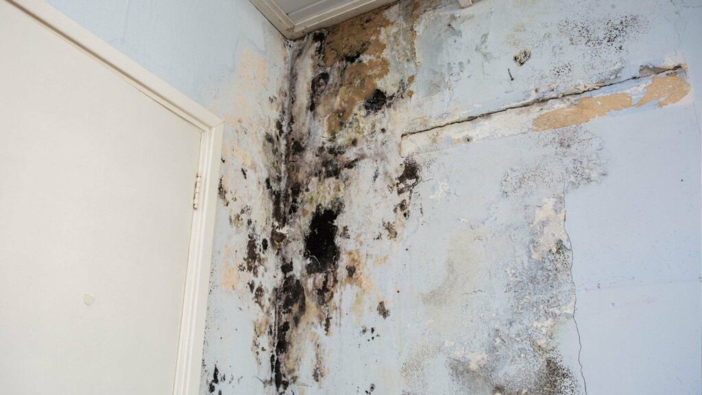 moisissure sur un mur